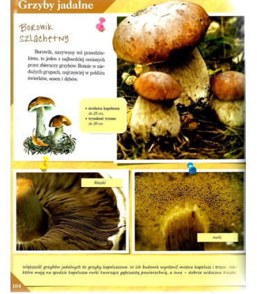 Poznaj swój kraj - Polska przyroda